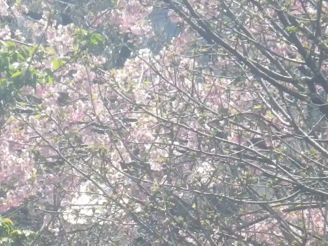 鶴岡八幡宮の自然
