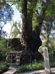 來宮神社(静岡県)