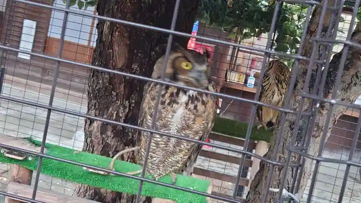 宮地嶽神社の動物