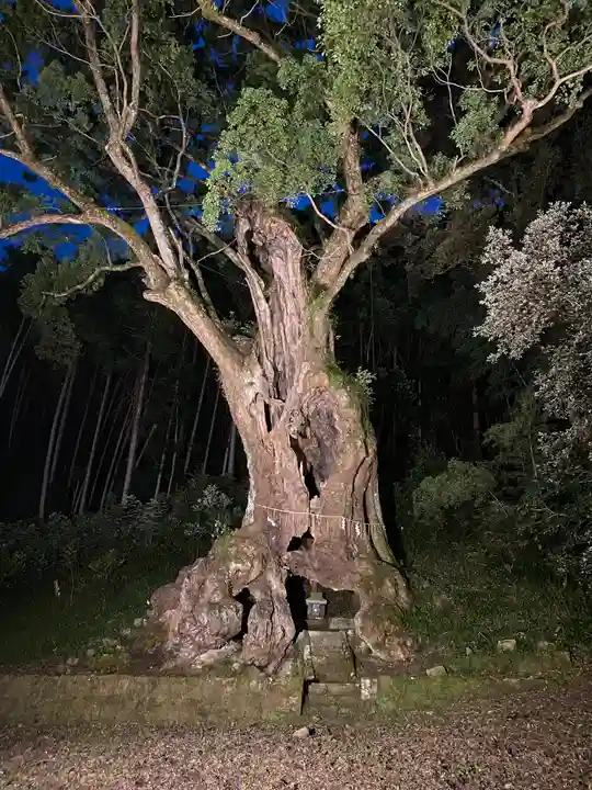 武雄神社の自然