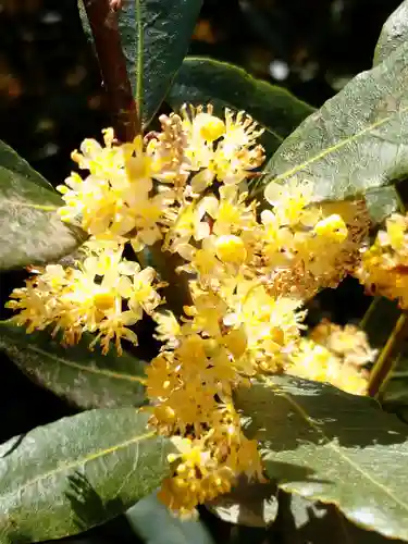 咲前神社の自然