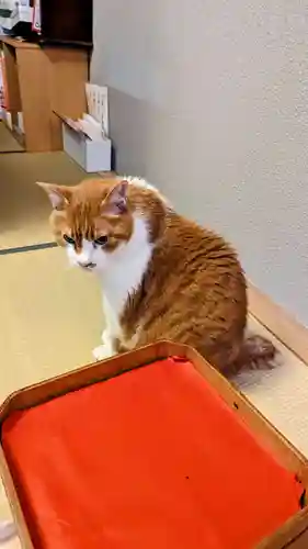 五十稲荷神社(栄寿稲荷神社)の動物