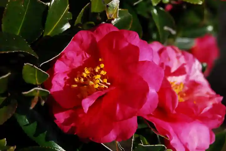 鹿島神宮の自然