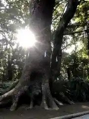 江田神社の自然