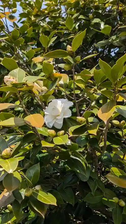 賀茂御祖神社(下鴨神社)(京都府)