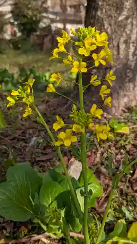平野神社(京都府)