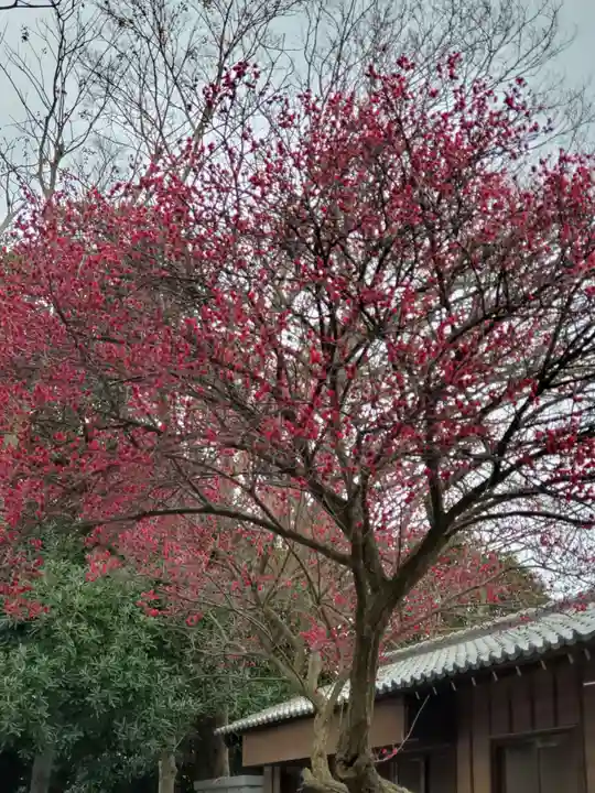 大宮・大原神社の自然