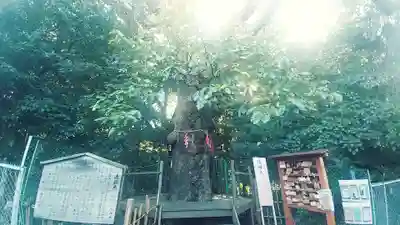 城山八幡宮(愛知県)