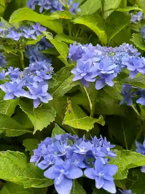 松嶺院(神奈川県)
