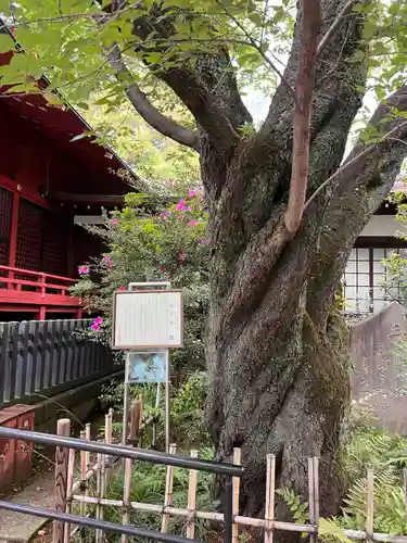 金王八幡宮の自然