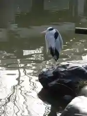 嚴島神社 (京都御苑)の動物