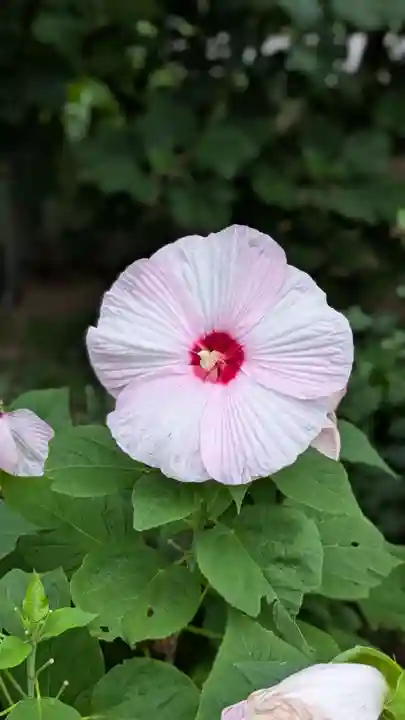 新琴似神社(北海道)