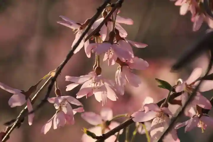 阿久津「田村神社」(郡山市阿久津町)旧社名:伊豆箱根三嶋三社の自然