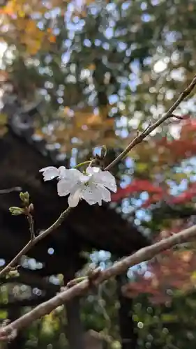 十輪寺(京都府)