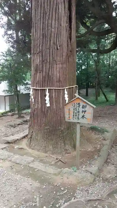 間々田八幡宮の自然