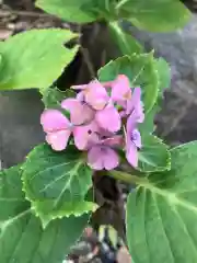 菊田神社の自然