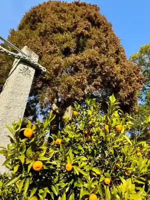 福良八幡神社(兵庫県)