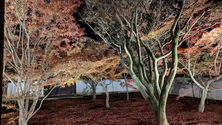 妙覺寺(妙覚寺)(京都府)