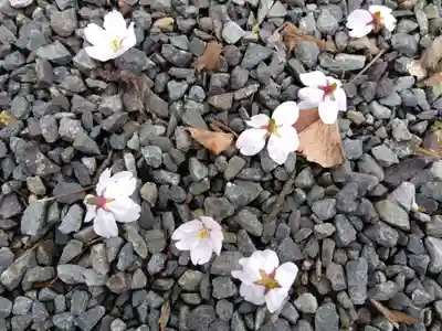 福井神社(福井県)