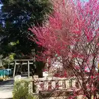 渋谷氷川神社の庭園