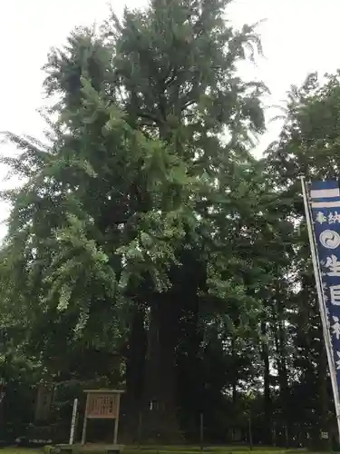 生目神社の自然