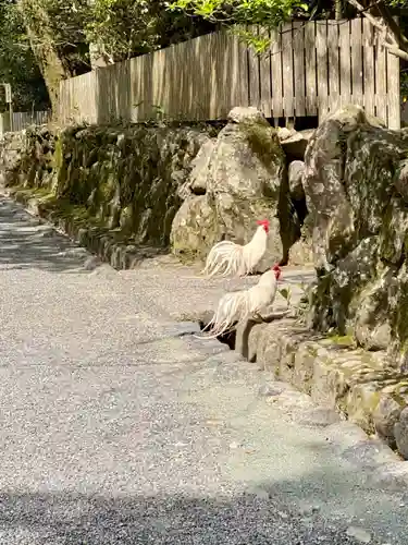 伊勢神宮内宮（皇大神宮）の動物
