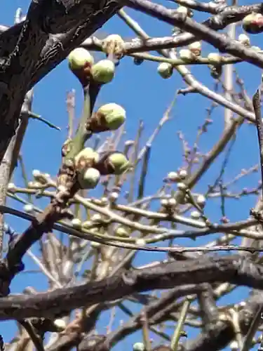 町田天満宮の自然
