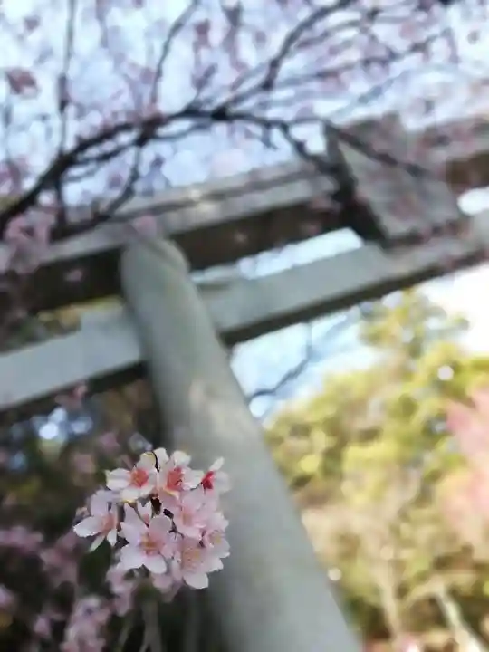 宮地嶽神社の自然