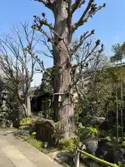 常性寺の自然