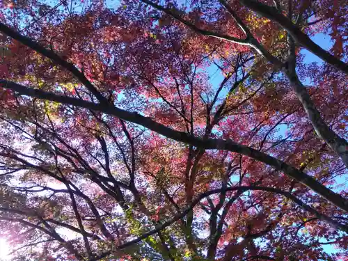 古知谷阿弥陀寺の自然