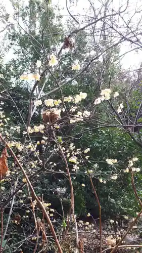 平野神社の自然