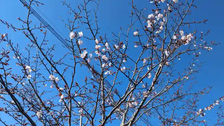 釧路八幡宮の自然
