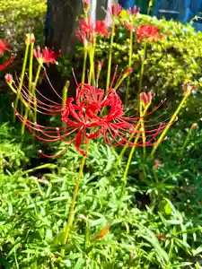 新潟市 那須山 長栄寺の景色(2025年10月01日(水) 22時53分22秒投稿)