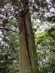 劔之宮王子神社の自然