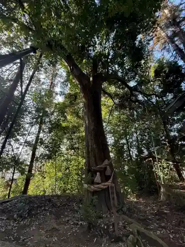 栗川稲荷神社の{uncategorized: "未分類", other: "その他", undefined: "問題あり", building: "その他建物", grave: "お墓", sacred_gate: "鳥居", guardian: "狛犬", statue: "像", buddha: "仏像", history: "歴史", nature: "自然", garden: "庭園", animal: "動物", pagoda: "塔", temizu: "手水舎", mountain_gate: "山門・神門", sanctuary: "本殿・本堂", subordinate: "末社・摂社", art: "芸術", scenery: "景色", jizo: "地蔵", ema: "絵馬", goshuin: "御朱印", omikuji: "おみくじ", items: "授与品その他", amulet: "お守り", goshuincho: "御朱印帳", eats: "食事", festival: "お祭り", votive_dance: "神楽", shichigosan: "七五三参", wedding: "結婚式", experience: "体験その他", initially: "初詣", around: "周辺", anti_infection: "感染症対策"}