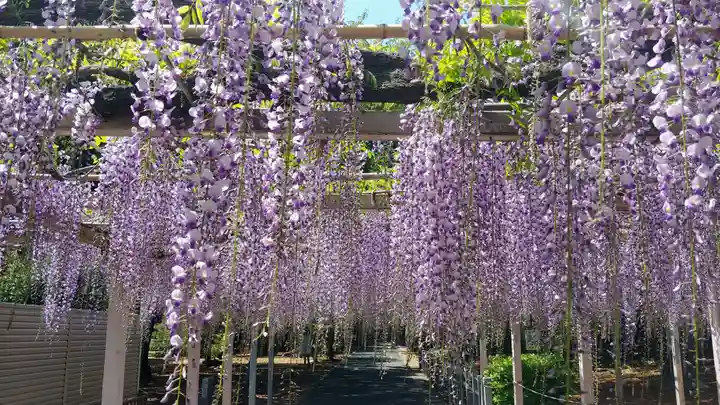 熊野神社の自然