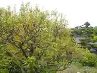 仏行寺(佛行寺)の庭園