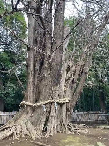 峯ヶ岡八幡神社(埼玉県)