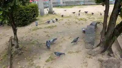 天津神社の動物