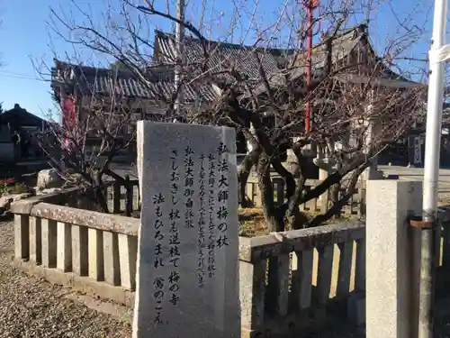 乙津寺　（鏡島弘法）の自然