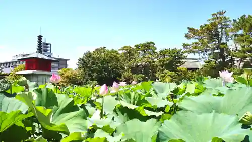 白山神社(新潟県)