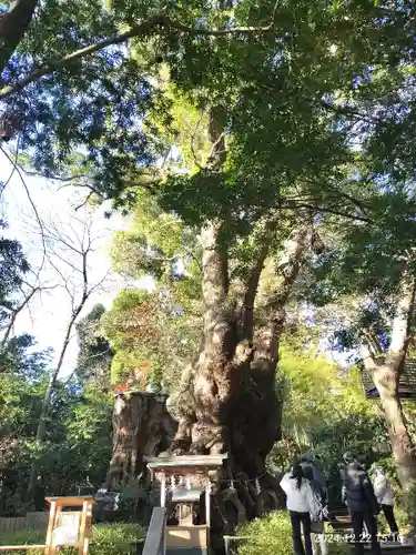 來宮神社(静岡県)