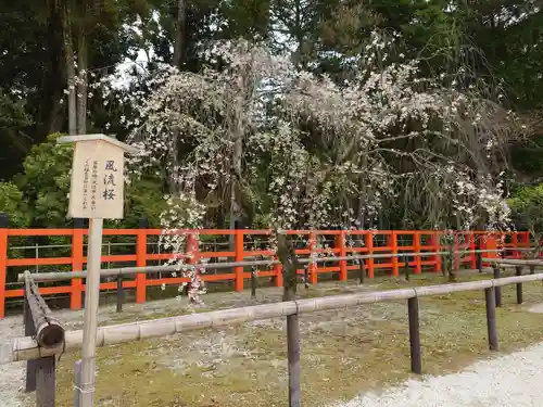 賀茂別雷神社（上賀茂神社）の自然