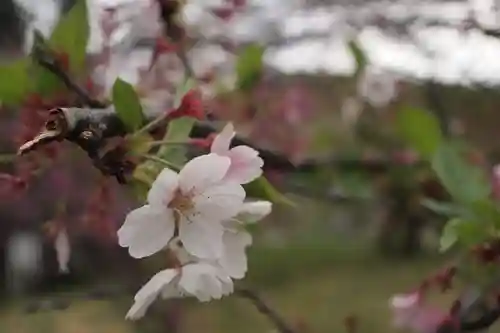甲斐総社八幡神社の自然