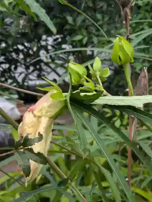 谷中 妙福寺(東京都)