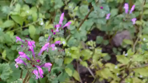 山神社（中里）の自然
