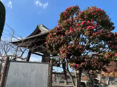 清泰寺(埼玉県)