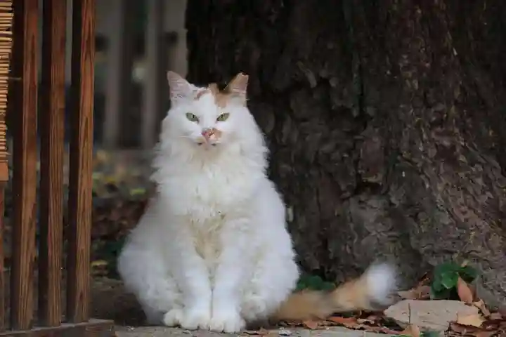 阿邪訶根神社の動物