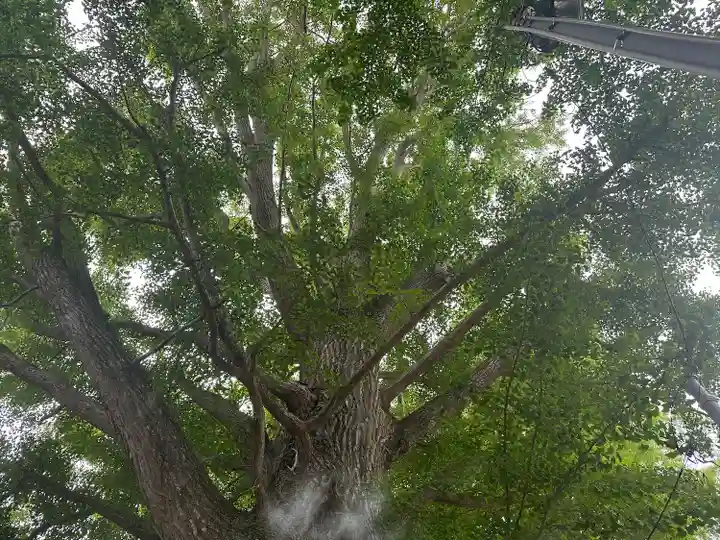 金刀比羅神社(千葉県)