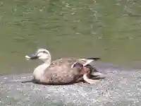 鶴岡八幡宮の動物